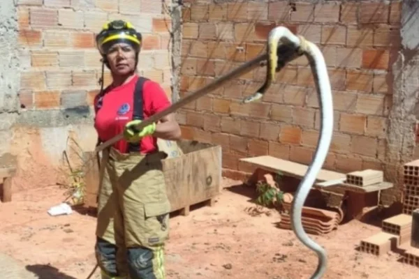 Imagem colorida: bombeira suspende cobra de 1,5 metro em quintal de casa - Metrópoles