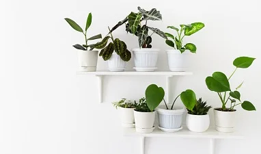 5 plantas que não precisam de sol para você incorporar à decoração