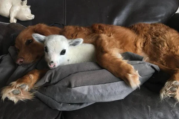 Cachorro se torna amigo inseparável de bezerro e comove a web