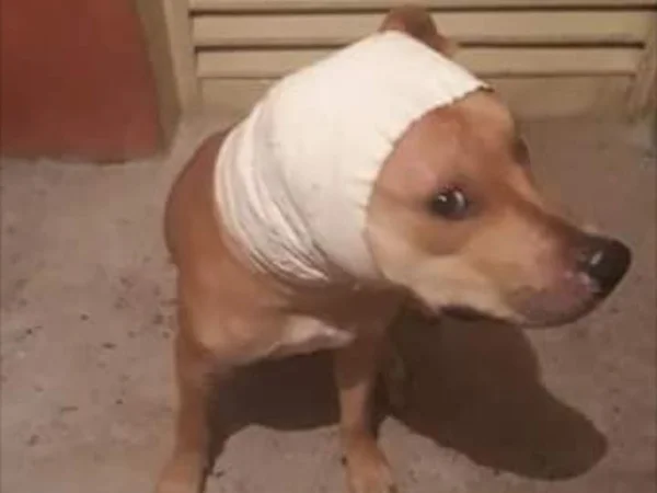 Polícia investiga denúncias de maus-tratos contra cães da raça pitbull