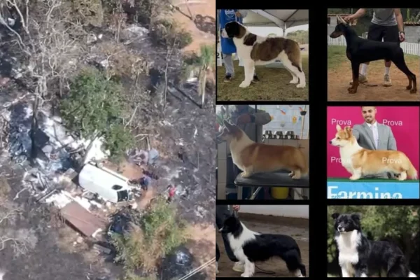 Imagem colorida de montagem com desmanche ilegal e cachorros vítimas de sequestro resgatados. Metrópoles
