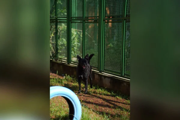 “Impostor Alemão” e mais: Prefeitura de SP terá feira de adoção de animais - destaque galeria “Impostor Alemão” e mais: Prefeitura de SP terá feira de adoção de animais - destaque galeria