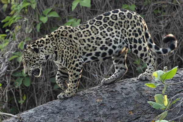 Foto colorida de onça-pintada em cima de um galho de árvore -