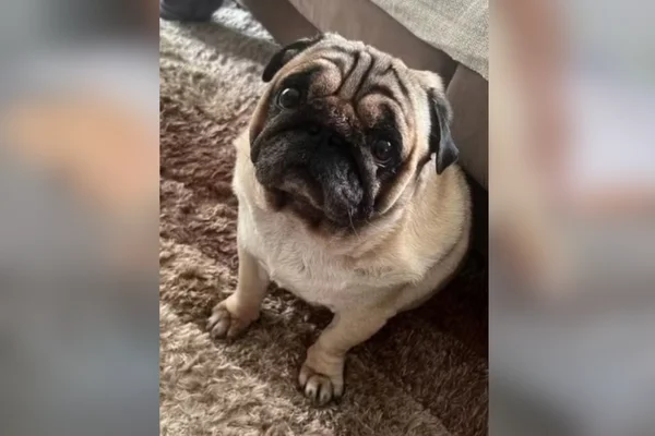 Imagem colorida de Bucky, um cão pug, que morreu ao ser deixado em um hotel de Santos. Metrópoles