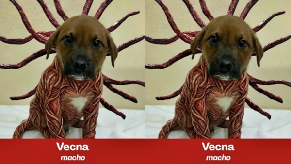 Pets para adoção na temática Stranger Things