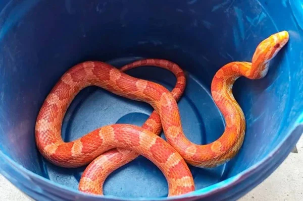 imagem colorida serpente exotica minas gerais