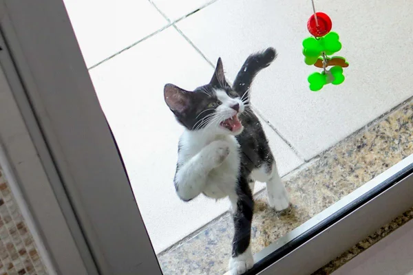 Adoção de gatos - Metrópoles