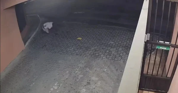 Vídeo mostra momento em que homem é morto a tiros em perseguição em Lauro de Freitas