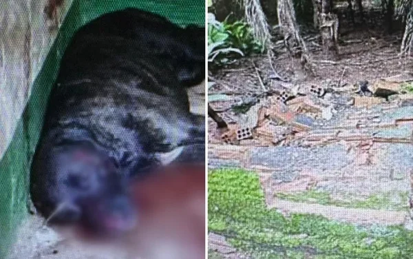 goias cachorro ataca idosa apos queda de muro