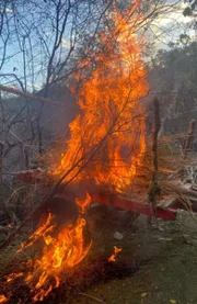 Plantio de maconha sendo erradicado Plantio de maconha sendo erradicado