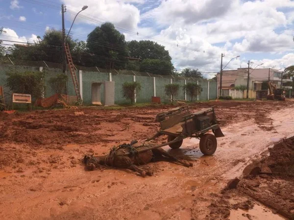 Cavalo morre eletrocutado ao passar por rua em obras de Vicente Pires