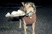 Cachorro Poze, morto em viagem com tutores para a Argentina Cachorro Poze, morto em viagem com tutores para a Argentina