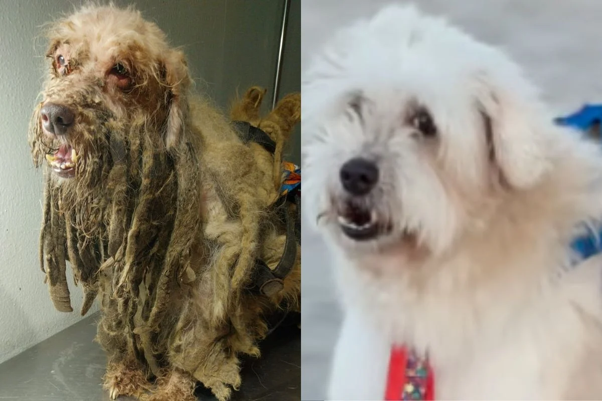 Ex-tutora pagará R$ 7 mil de indenização a cão vítima de maus-tratos