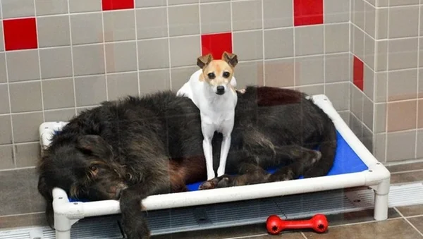 Amigo fiel: cães são adotados juntos porque não paravam de se abraçar