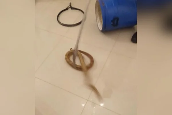resgate cobra jiboia goiania (3)