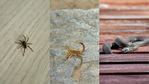 aranha, escorpião e cobra em casa