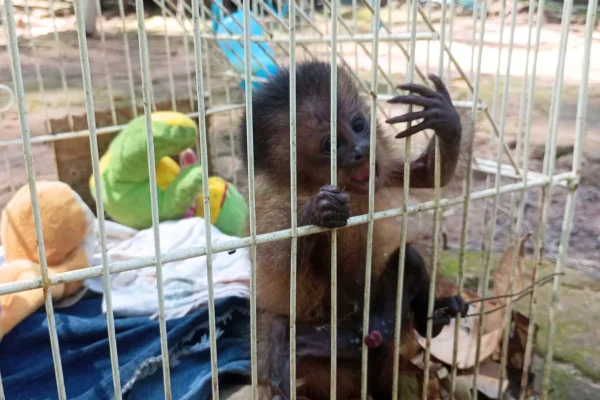 Populares encontraram o filhote de macaco-prego com sua mãe, que estava morta, e acionaram a Polícia Ambiental. Caso aconteceu em Conchal - Metrópoles