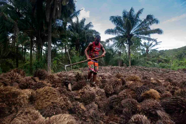 Homem caminha sobre o dendê durante trabalho na fábrica de dendê, onde todas as partes do fruto são utilizados - Metrópoles