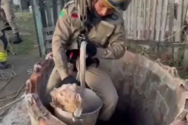 cachorro resgatado de poço no Acre