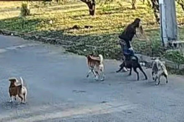 Mulher é atacada por 6 cães ao caminhar em rua no DF e fica ferida