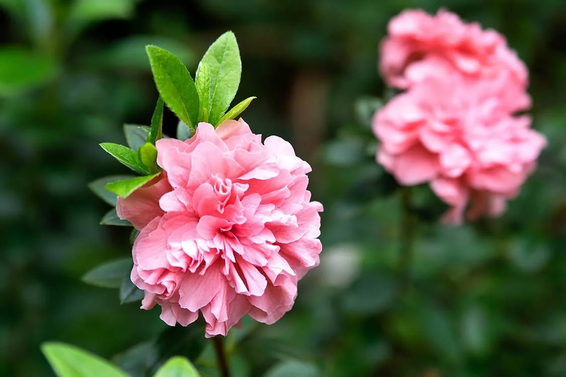 <b>Azaleia e Espirradeira (Rhododendron simsii e Nerium oleander):</b> Ambas possuem uma substância que pode causar problemas digestivos e cardíacos nos pets. Os sinais mais comuns são: animal se recusa a comer, aumento ou diminuição da frequência cardíaca, diarreia persistente ou com sangue, dor abdominal, enjoo, vômito, perda de coordenação motora, desânimo e convulsões <b>Azaleia e Espirradeira (Rhododendron simsii e Nerium oleander):</b> Ambas possuem uma substância que pode causar problemas digestivos e cardíacos nos pets. Os sinais mais comuns são: animal se recusa a comer, aumento ou diminuição da frequência cardíaca, diarreia persistente ou com sangue, dor abdominal, enjoo, vômito, perda de coordenação motora, desânimo e convulsões
