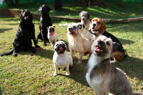 Várias raças de cachorros juntas em um gramado