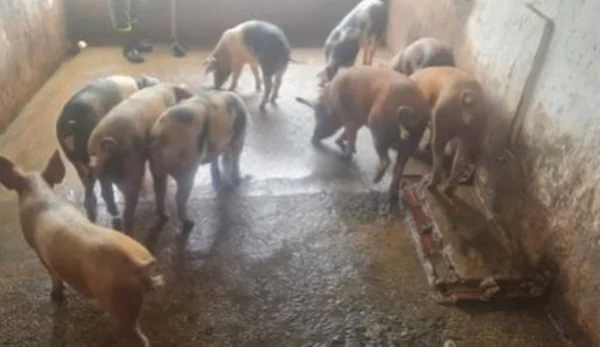 Funap: GDF vai leiloar 40 porcos da Fazenda Papuda. Confira detalhes