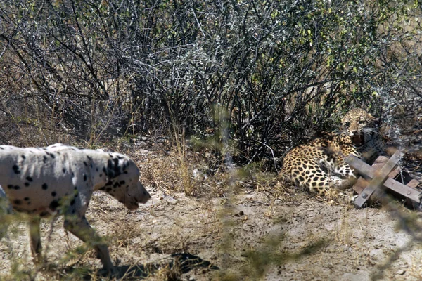 Cães influenciam comportamento de onças-pardas em áreas de proteção no interior paulista