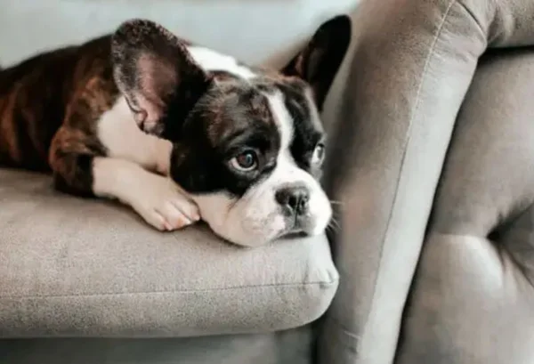 cachorro no sofá - Metrópoles