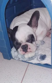 Cadela Biloca some e deixa menina de 7 anos inconsolável no DF - imagem 3