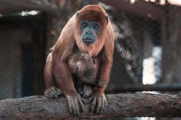 Zoológico de Brasília faz “chá revelação” para filhote de macaco