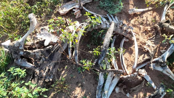 foto colorida de carcaça de boi que morreu após ser abandonado sem comida e bebida em sítio de Álvares Machado (SP) - Metrópoles