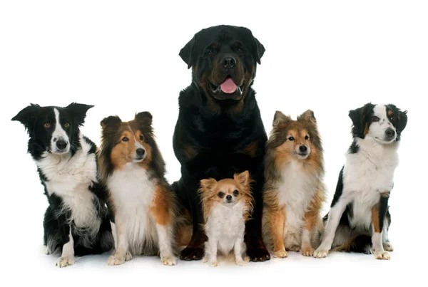 Cachorros de diferentes tamanhos e raças