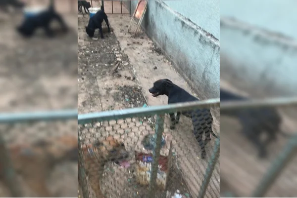 Dono de canil na Asa Sul é condenado por maus-tratos contra 13 animais