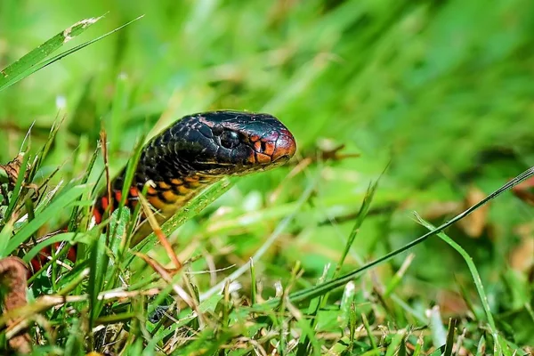 Pai leva cobra para mostrar aos filhos sem saber que era venenosa