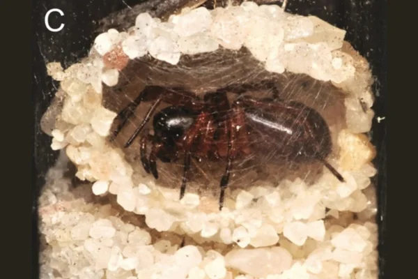 Aranhas zumbis aranha Pax islamita Zodariidae parasitada pelo díptero Ogcodes sp Acroceridae dentro do abrigo semelhante ao usado durante a muda construído antes de sua morte pelo parasita