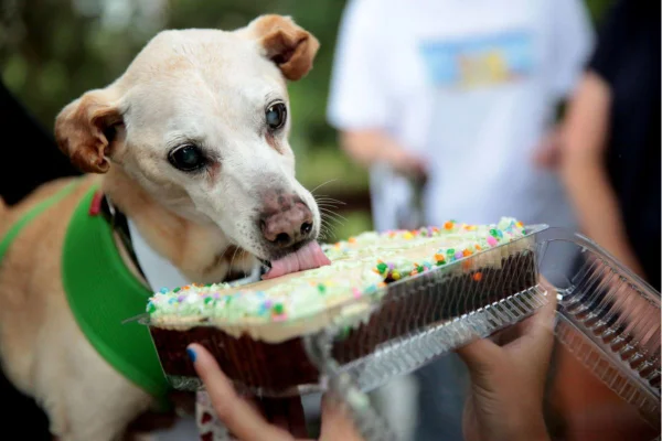 cachorro de pelo claro lambendo bolo de aniversário