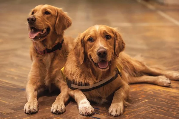 Casal oferece R$ 165 mil para quem cuidar de seus cãezinhos