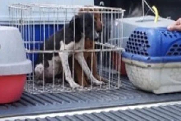 Polícia Ambiental resgata 50 cães e gatos em situação de maus-tratos