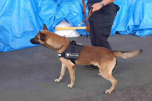 caes farejadores da polícia federal