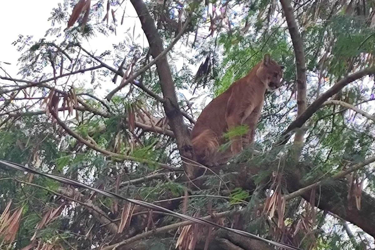 Onça-parda invade sítio, sobe em árvore e mobiliza operação em SP - imagem 1