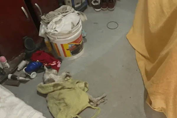 MPSP investiga suspeitos por esquema clandestino de venda de sangue de gato