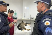 Após denúncia, PMs conseguiram salvar a cachorra ainda com vida Após denúncia, PMs conseguiram salvar a cachorra ainda com vida