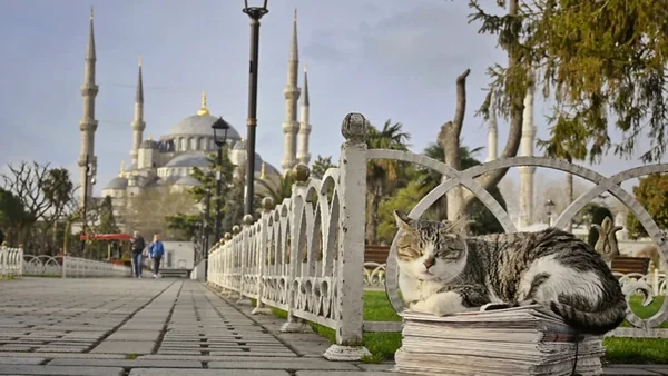 gatos de Istambul