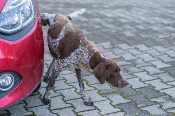 Imagem colorida de cachorro fazendo xixi na roda de um veículo