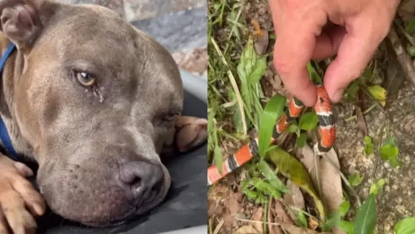 “Nos protegeu”: cachorro de influenciadora morre por picada de cobra