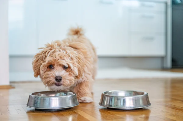 Foto colorida de um cachorro comendo - Metrópoles