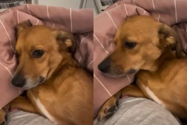 Foto colorida de um cachorro - Metrópoles