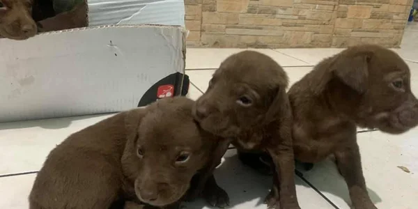 Filhotes de cachorro abandonados em São Vicente (SP) emocionam web