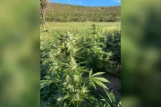 Plantação encontrada em Virgem da Lapa